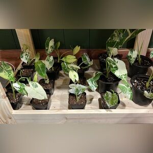 Highly Variegated Alocasia Frydek 4” pots